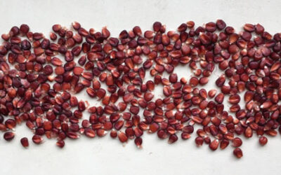 The Red Corn Plot Thickens . . . In more ways than one
