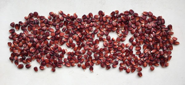 The Red Corn Plot Thickens . . . In more ways than one