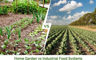 The Garden Food System – II