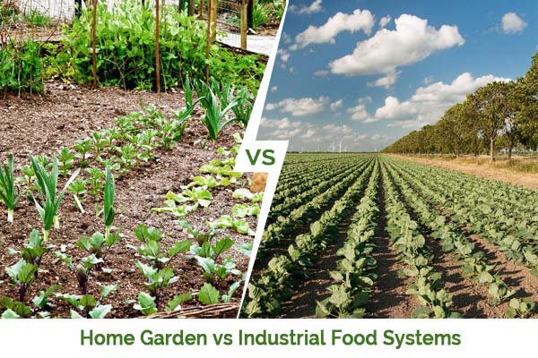The Garden Food System – II