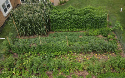 The Garden Food System and Diffusion of Innovation Part II