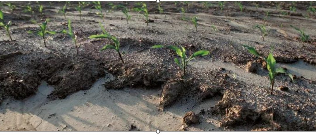 ULFs (Ultra-Local Foods), Not Regenerative Ag, Are the Answer to Industrial Food