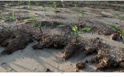 ULFs (Ultra-Local Foods), Not Regenerative Ag, Are the Answer to Industrial Food