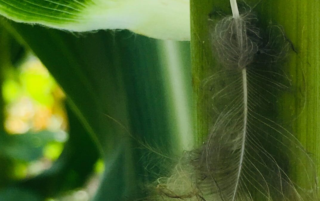 The Feather and the Corn Leaf