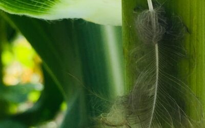 The Feather and the Corn Leaf