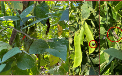 The Ghost of a Snake