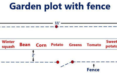 The Self-Sufficiency Starter Garden